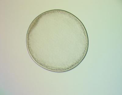 8-tägiger Embryo
